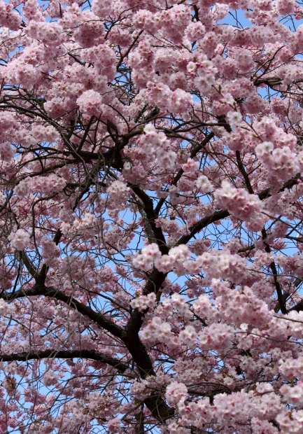 Spring Maintenance Checklist for Homeowners