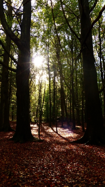 A Day in Aliso Viejo