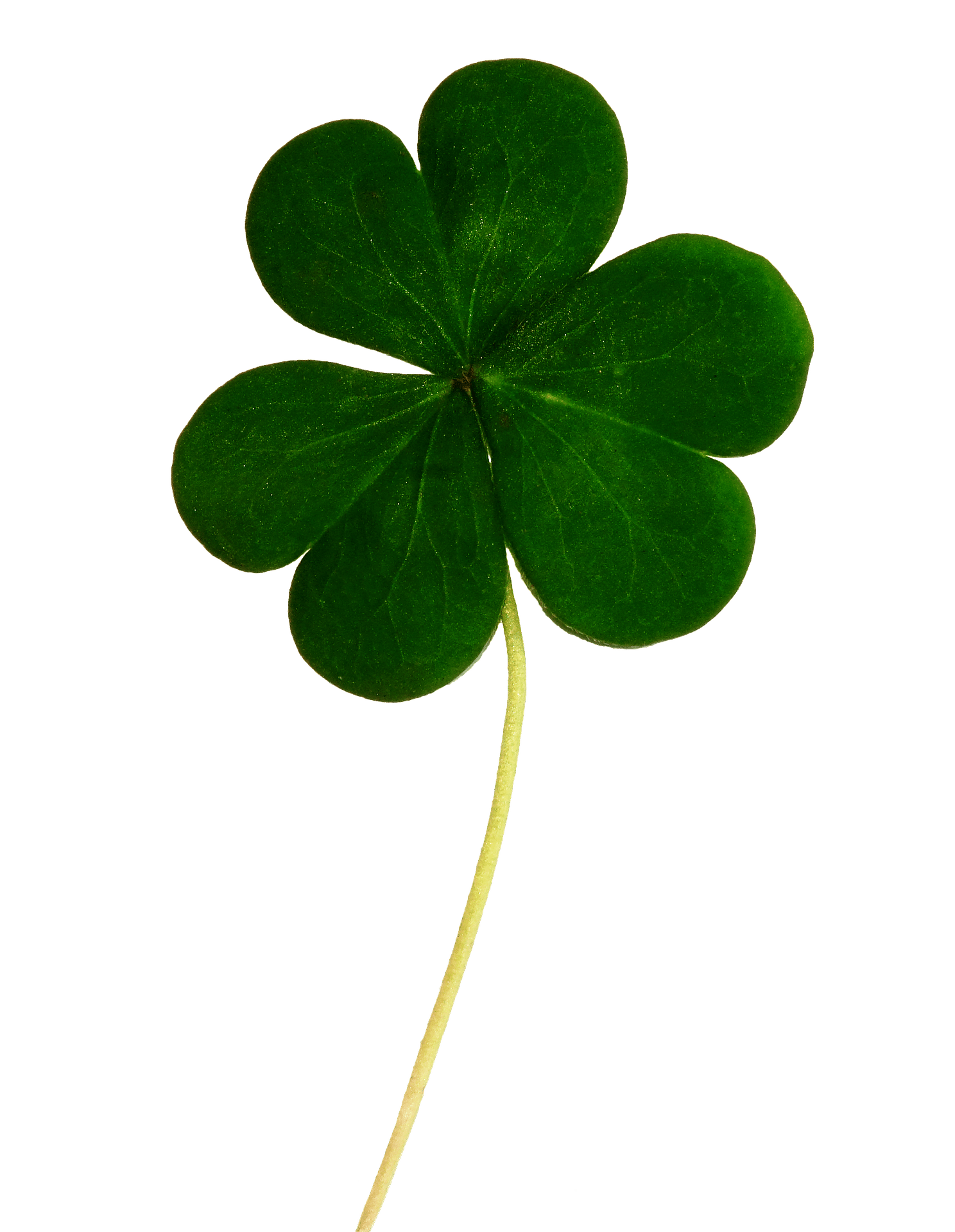 Top 5 Events In Orange County For Saint Patrick’s Day (Most Family Friendly)