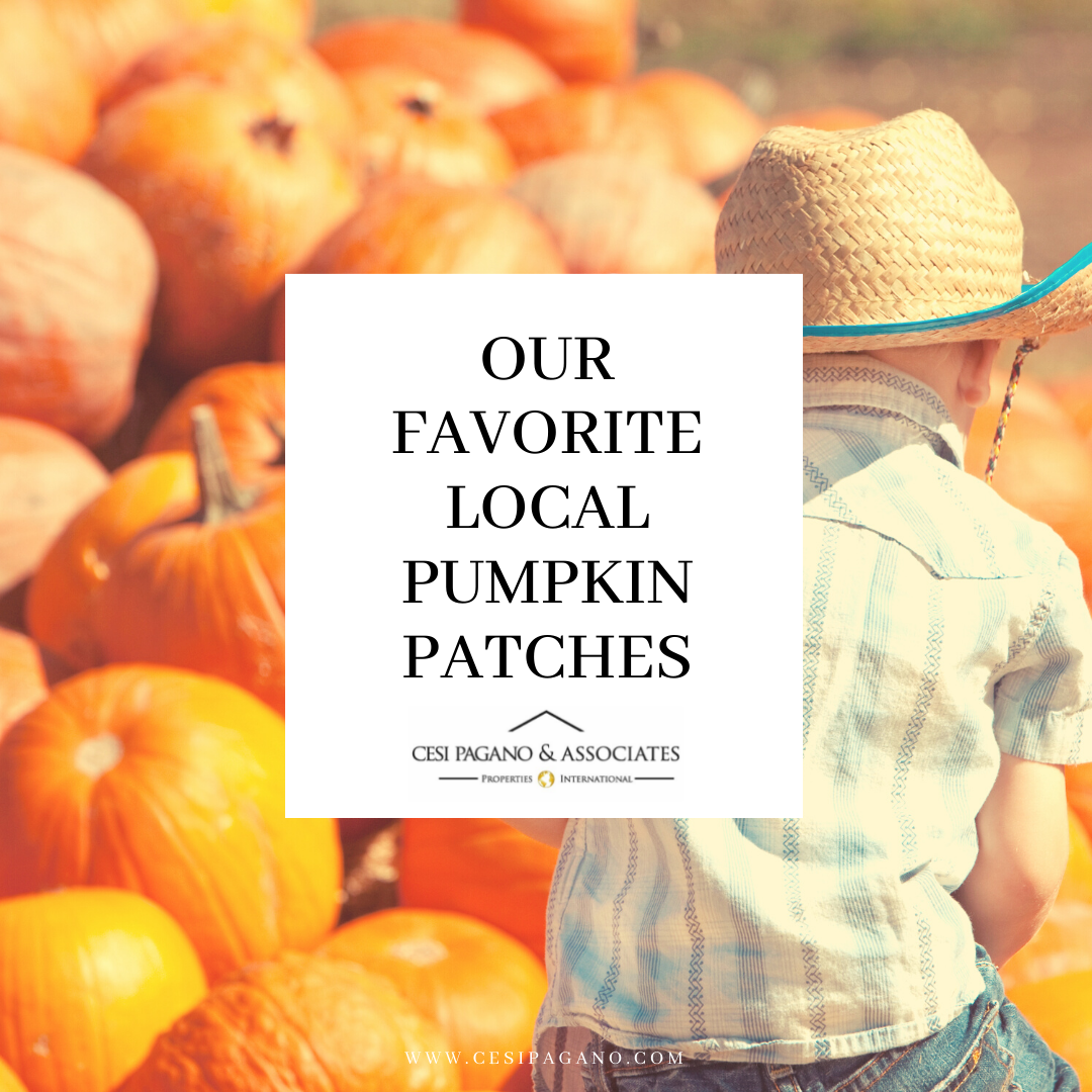 Best Local Pumpkin Patches